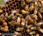 تفسير حلم رؤية النحل في المنام لابن سيرين