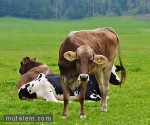 تفسير حلم رؤية البقر وحليب البقرة في المنام لابن سيرين