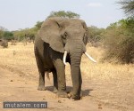 تفسير حلم رؤية الفيل وركوب الفيلة في المنام لابن سيرين