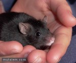 تفسير حلم رؤية الفئران والفأر في المنام لابن سيرين