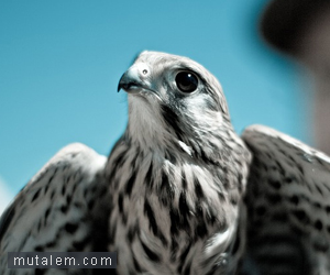 white-falcon